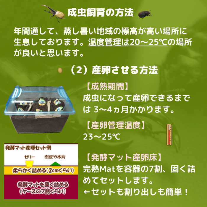 月夜野きのこ園クワガタ菌床販売部 / ヘラクレスヘラクレス