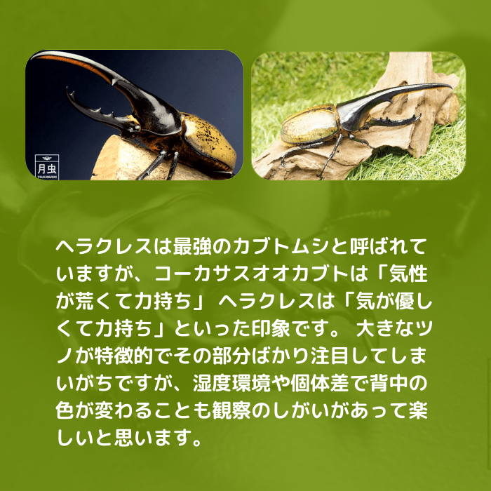 月夜野きのこ園クワガタ菌床販売部 / ヘラクレスヘラクレス
