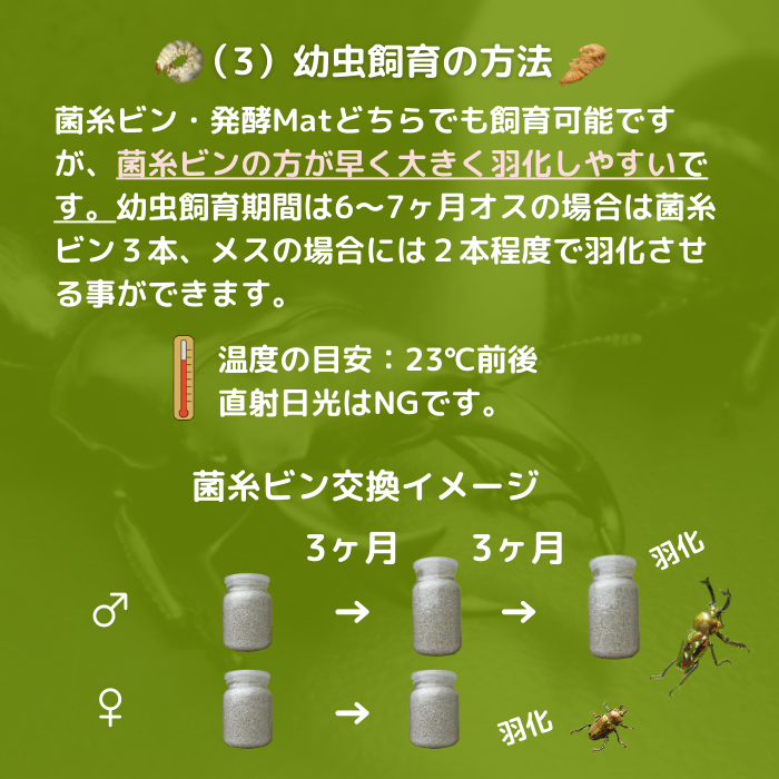 月夜野きのこ園クワガタ菌床販売部 / ニジイロクワガタ幼虫1頭+
