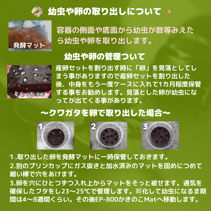 きのこ都内23区送料無料✨クムシルクMG✨絨毯 月夜野きのこ園クワガタ菌床販売部 / ニジイロクワガタ単品メス