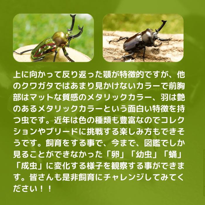 きのこ都内23区送料無料✨クムシルクMG✨絨毯 クム シルク80 x 127 cm​ – DASTAN 絨毯は日本で高級絨毯の専門