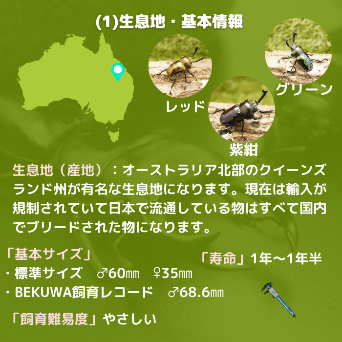 月夜野きのこ園クワガタ菌床販売部 / ニジイロクワガタ幼虫累代