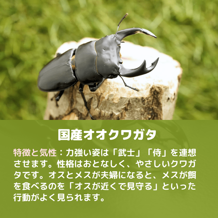 月夜野きのこ園クワガタ菌床販売部 / 天然オオクワガタペアオス