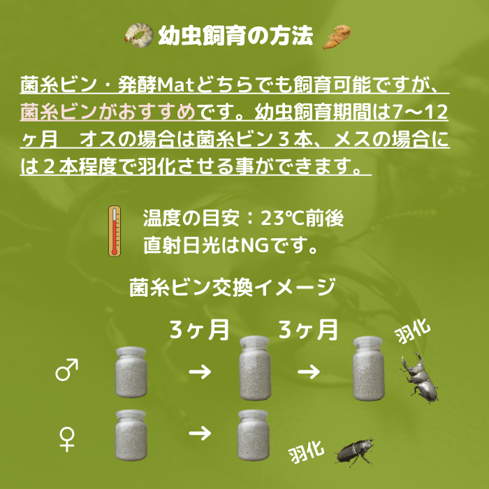 月夜野きのこ園クワガタ菌床販売部 / 天然オオクワガタペア・B品