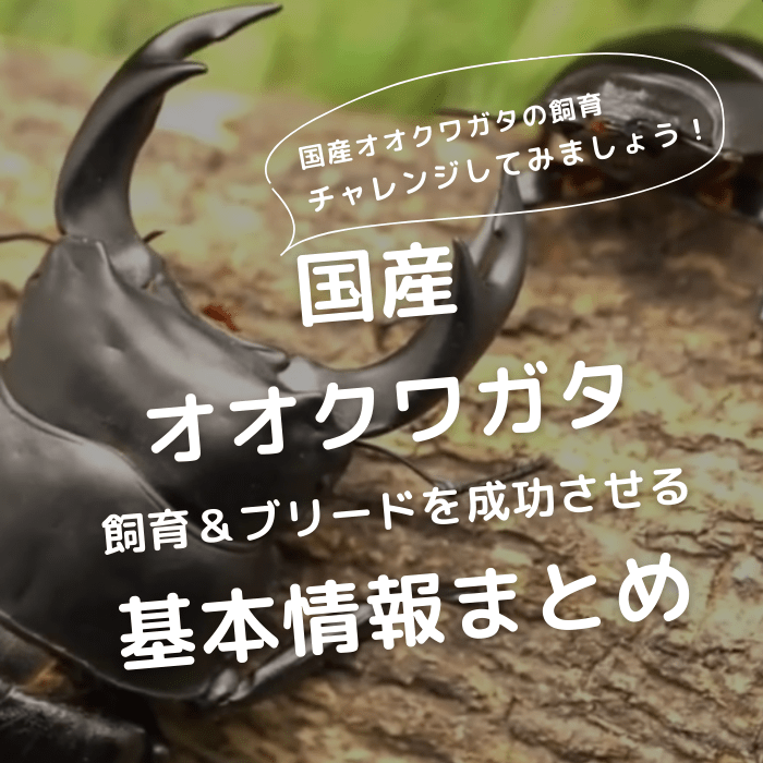 月夜野きのこ園クワガタ菌床販売部 / 国産オオクワガタ単品B品