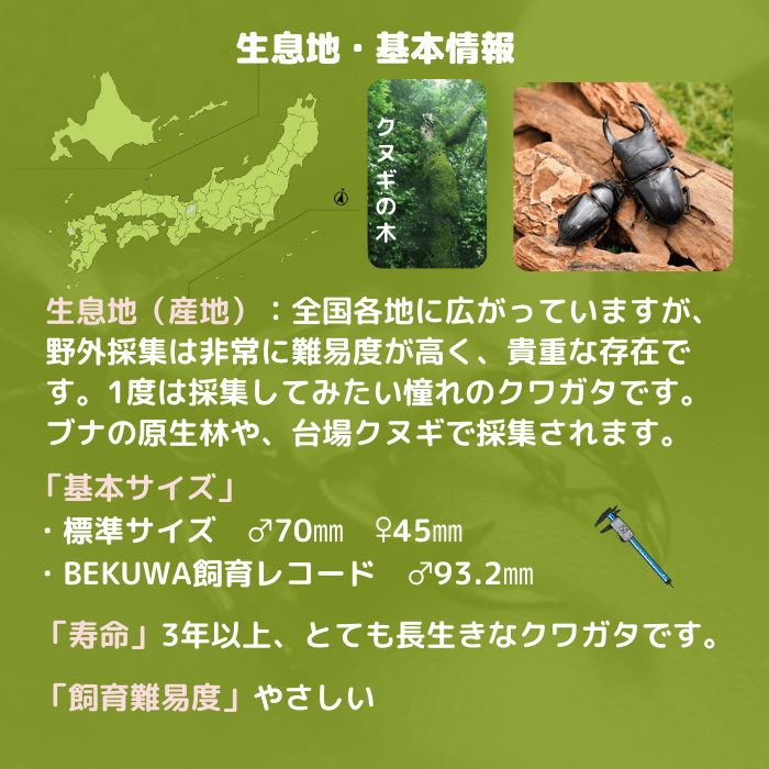 月夜野きのこ園クワガタ菌床販売部 / 国産オオクワガタ単品B品