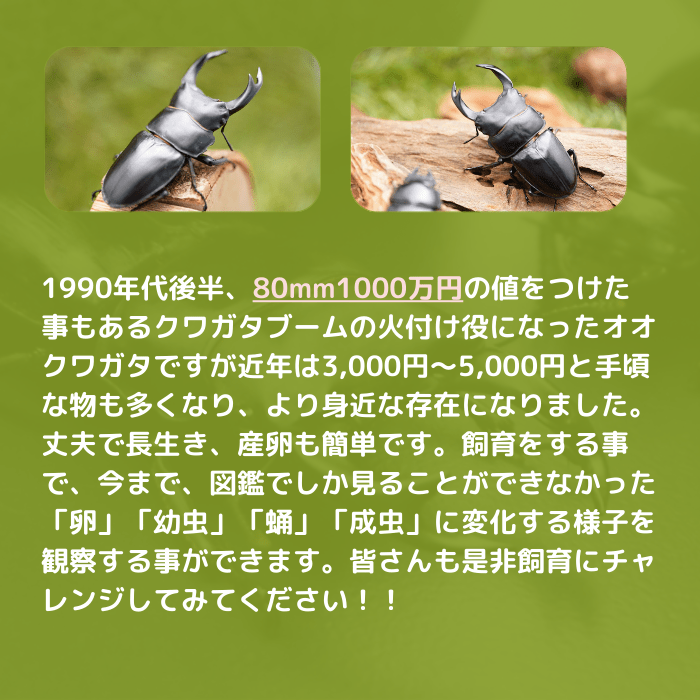 月夜野きのこ園クワガタ菌床販売部 / 国産オオクワガタペアオス