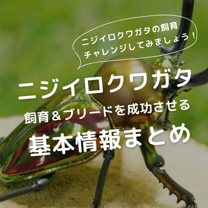 月夜野きのこ園クワガタ菌床販売部 / グリーン系ニジイロ