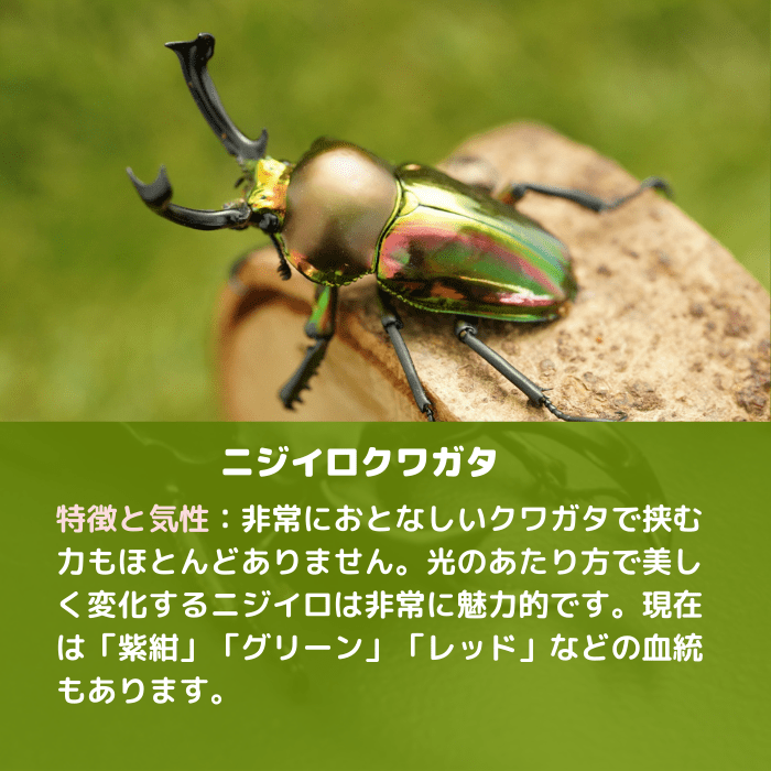 月夜野きのこ園クワガタ菌床販売部 / グリーン系ニジイロ