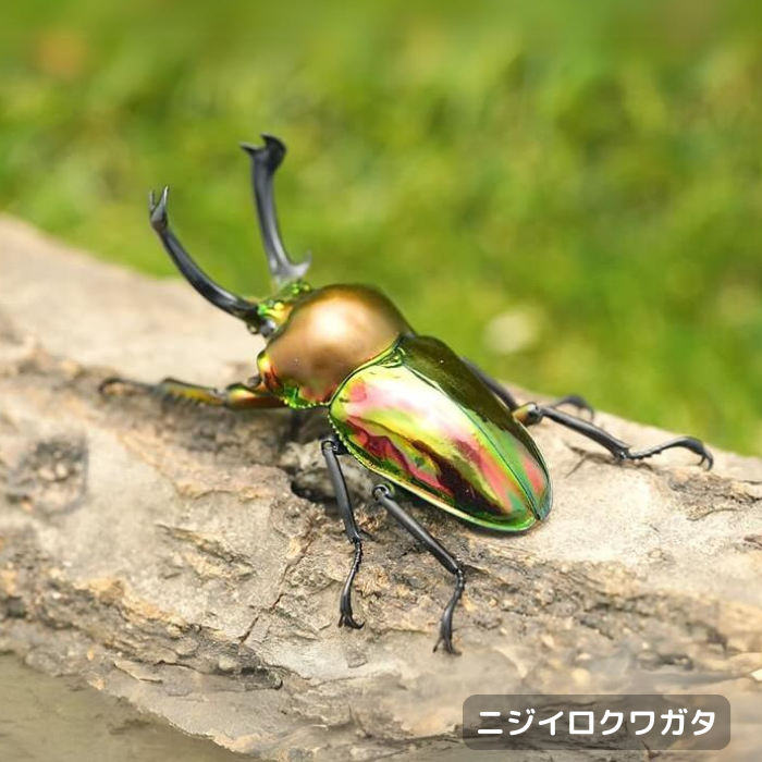 月夜野きのこ園クワガタ菌床販売部 / ニジイロクワガタペアオス