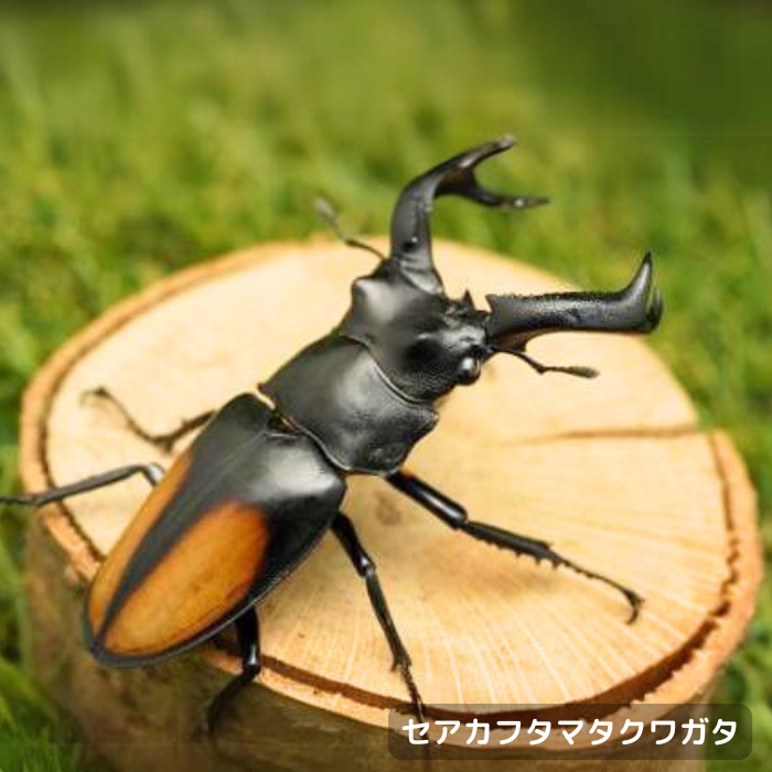 月夜野きのこ園クワガタ菌床販売部 / セアカフタマタクワガタ