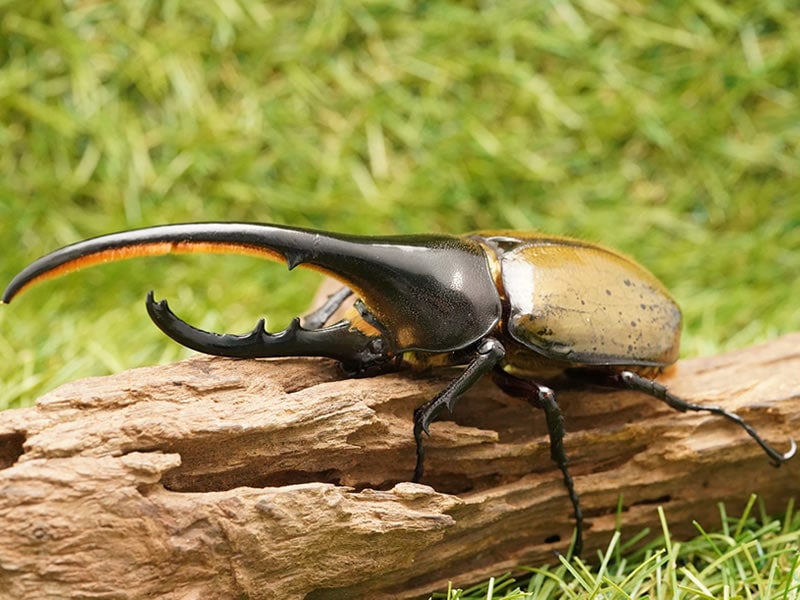 月夜野きのこ園クワガタ菌床販売部 カブトムシ