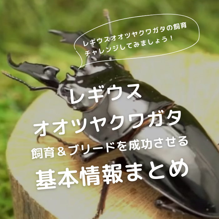 レギウスオオツヤクワガタ 標本 レギウスオオツヤクワガタ 標本