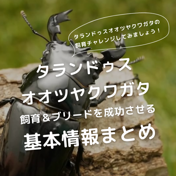 月夜野きのこ園クワガタ菌床販売部 / タランドゥスオオツヤ 月夜野きのこ園クワガタ菌床販売部 / タランドゥスオオツヤ