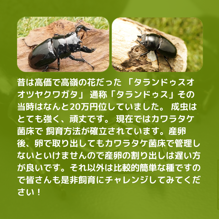 月夜野きのこ園クワガタ菌床販売部 / タランドゥスオオツヤクワガタ