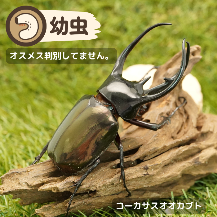 月夜野きのこ園クワガタ菌床販売部 / カブトムシ