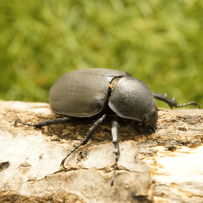 タイのキノコと大型菌類の多様性　洋書 タイのキノコと大型菌類の多様性 洋書 タイのキノコと大型菌類
