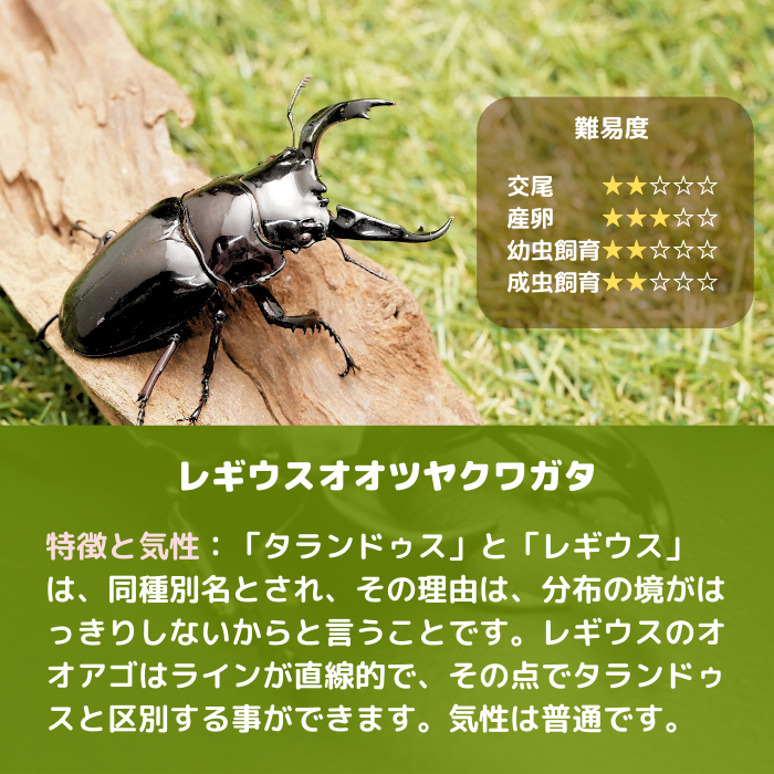 月夜野きのこ園クワガタ菌床販売部 / 赤系レギウスオオツヤ