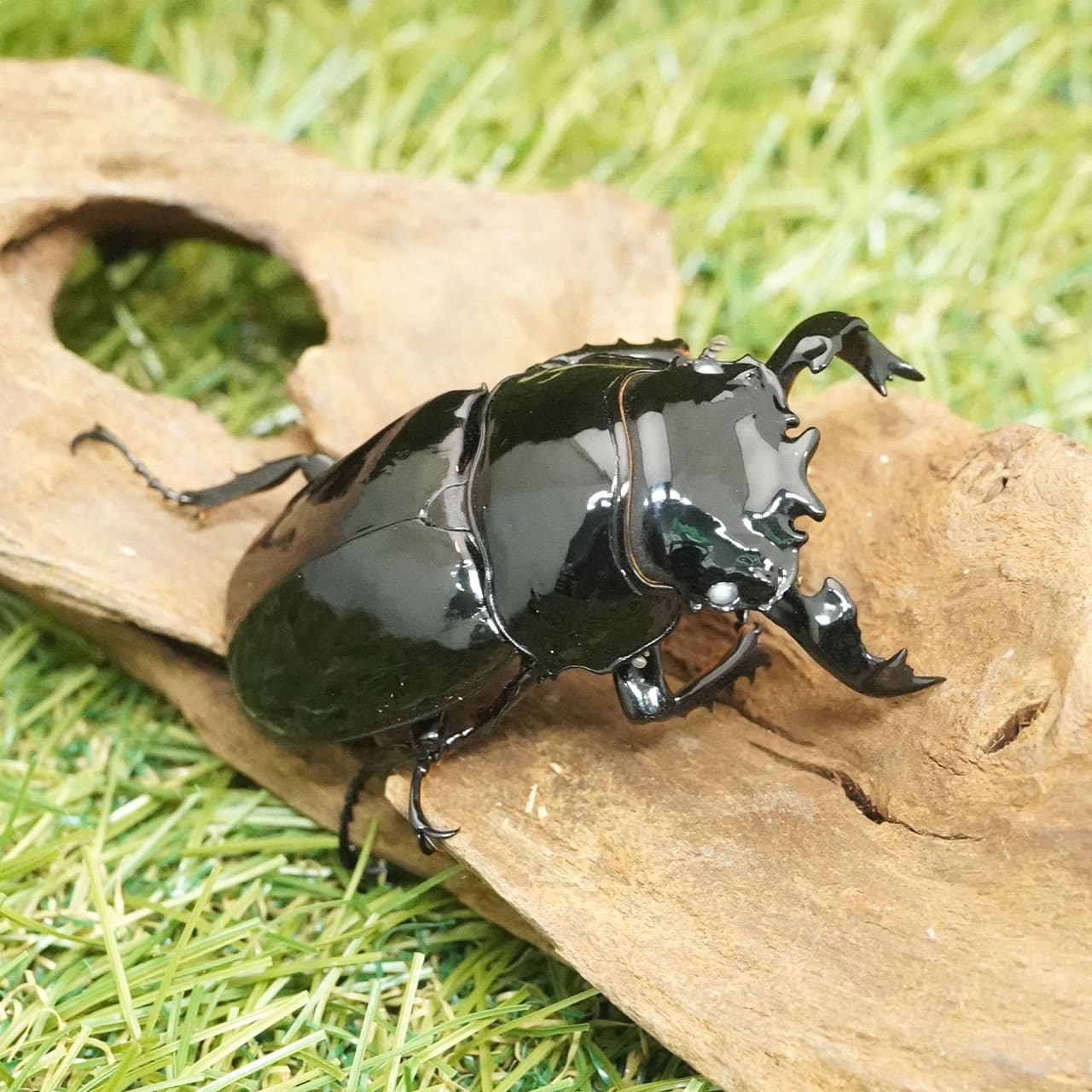 月夜野きのこ園クワガタ菌床販売部 / タランドゥスオオツヤクワガタ
