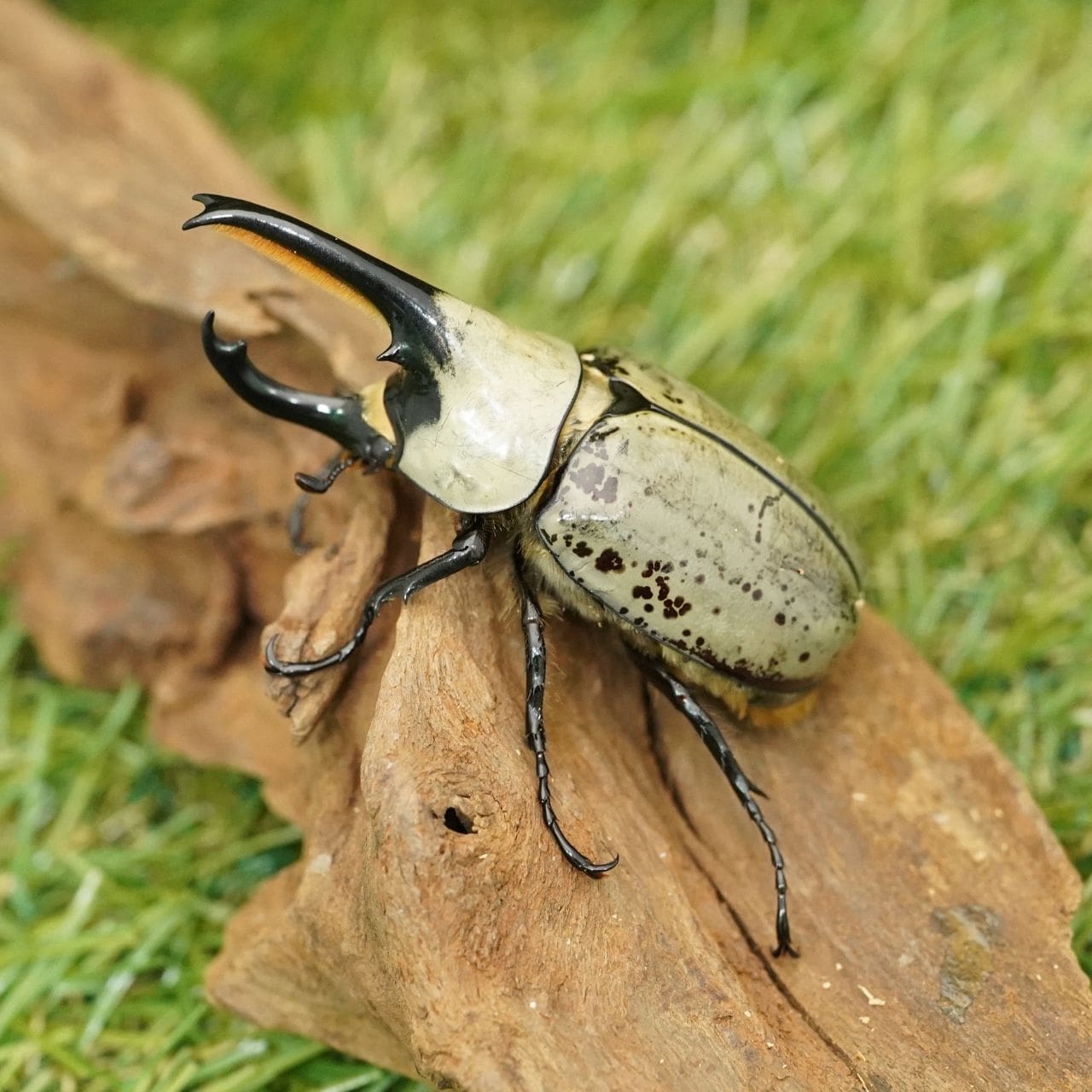 loopaloopa 第1.5弾 第2弾 カブトムシゆかり SPSP カブトムシ