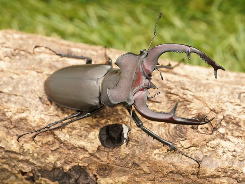 【標本】ユダイクスミヤマクワガタ　トルコ産　91.8ミリ　飼育品 標本】ユダイクスミヤマクワガタ トルコ産 91.8ミリ 飼育品 待望