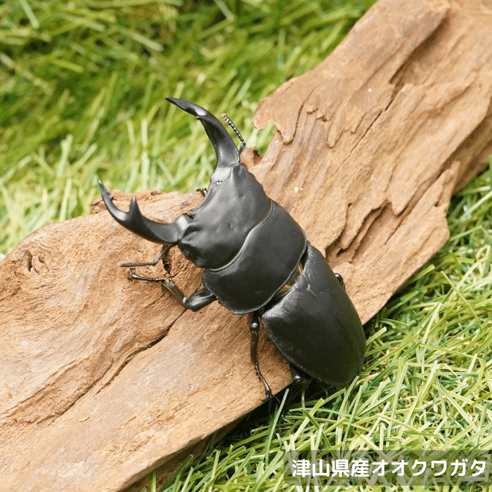 月夜野きのこ園クワガタ菌床販売部 / 国産オオクワガタ単品B品オス