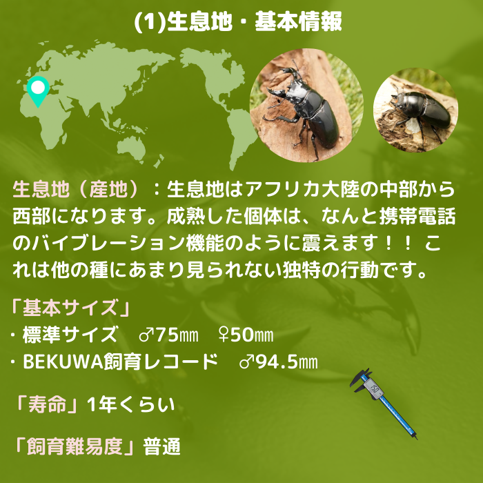 【1円～】タランドゥス ♀単品 使用済み タランドゥス メス５０ｍｍ単品（使用済み）