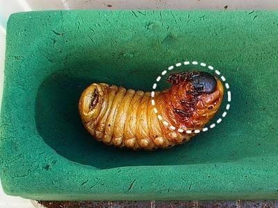 人工蛹室に移行させる前蛹の様子 クワガタ カブトムシ飼育情報 月夜野きのこ園 人工蛹室に移行させる前蛹の様子 クワガタ カブトムシ飼育情報 月夜野きのこ園