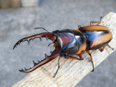 サバゲノコギリの飼育（羽化） - クワガタ・カブトムシ飼育情報