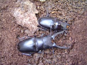 ペアリングにあたって 相性のよいオスメスはどのように選べばよいですか クワガタ カブトムシ飼育情報 月夜野きのこ園