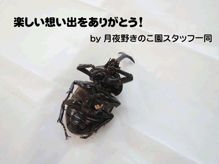 ジオラマ