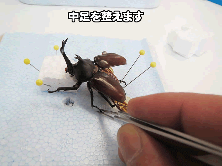 ジオラマ