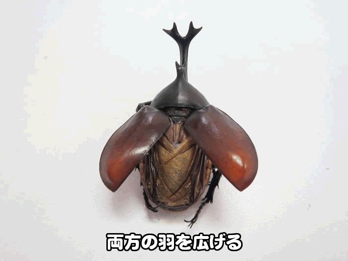 ジオラマ