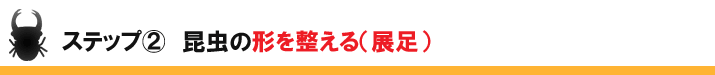 ステップ②　昆虫の形を整える(展足)