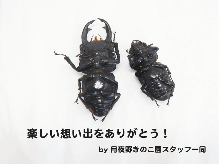 クワガタ、カブトムシ 標本の作り方 - クワガタ・カブトムシ飼育情報