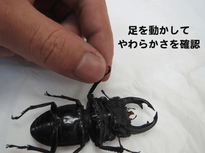 クワガタ カブトムシ 標本の作り方 クワガタ カブトムシ飼育情報 月夜野きのこ園