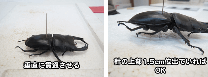 クワガタ カブトムシ 標本の作り方 クワガタ カブトムシ飼育情報 月夜野きのこ園