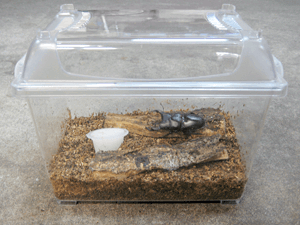 楽天市場】成虫用 カブトムシ・クワガタムシ 飼育5点セット
