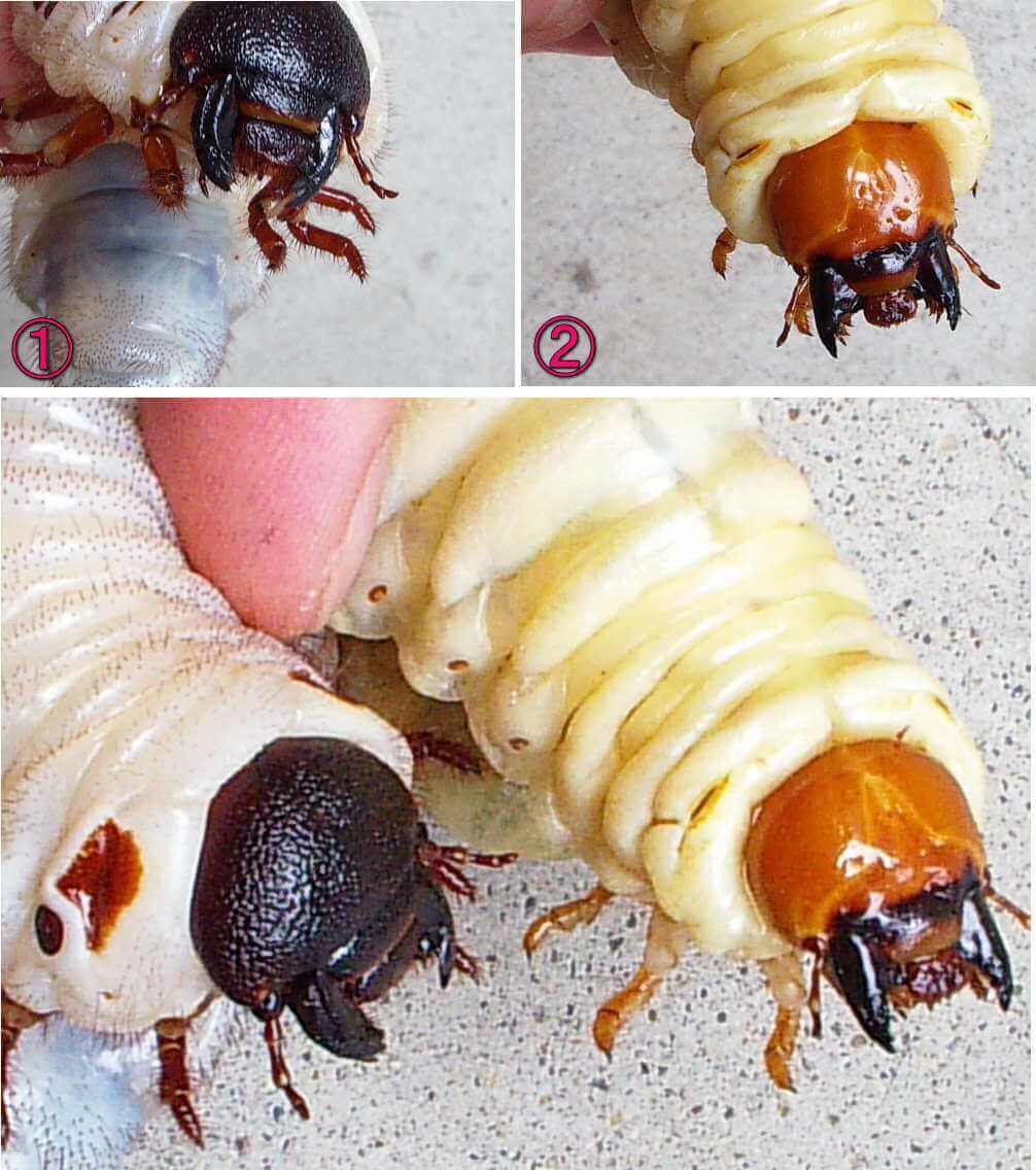 カブトムシ幼虫とクワガタ幼虫との見分け方 | クワガタ・カブトムシ 