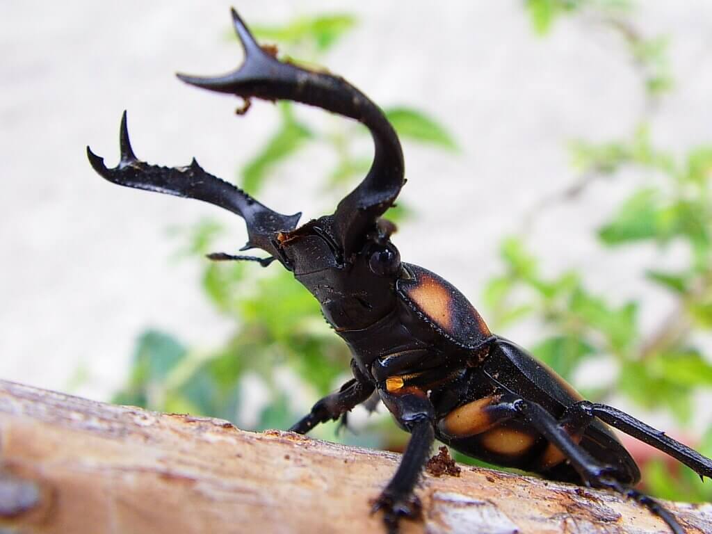 スぺキオススシカクワガタの飼育方法（幼虫飼育＆産卵方法） | クワガタ・カブトムシ飼育情報：月夜野きのこ園