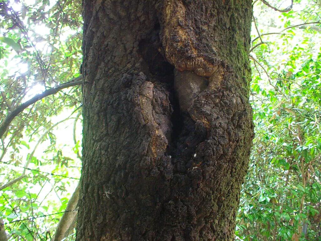 クヌギの木ってどんな木 クワガタ カブトムシ飼育情報 月夜野きのこ園