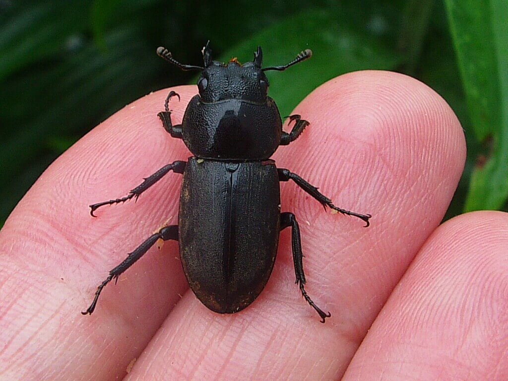 コクワガタの産卵 夏に採集したコクワガタを産卵させてみよう 18年度版 クワガタ カブトムシ飼育情報 月夜野きのこ園