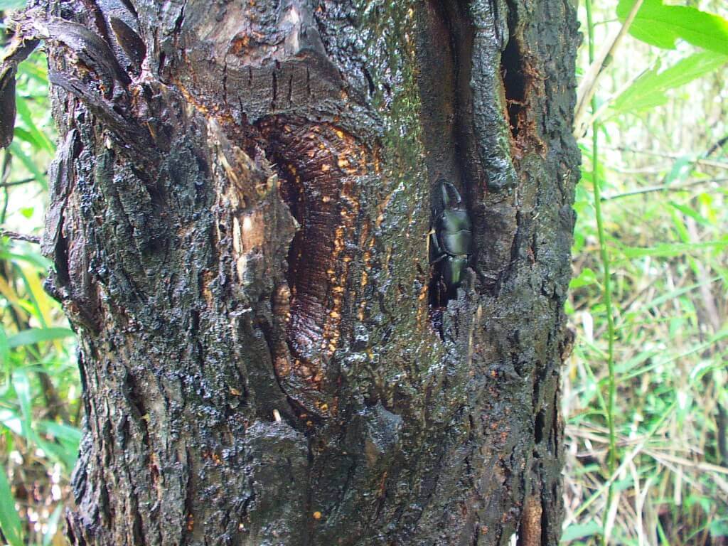 カブトムシの木