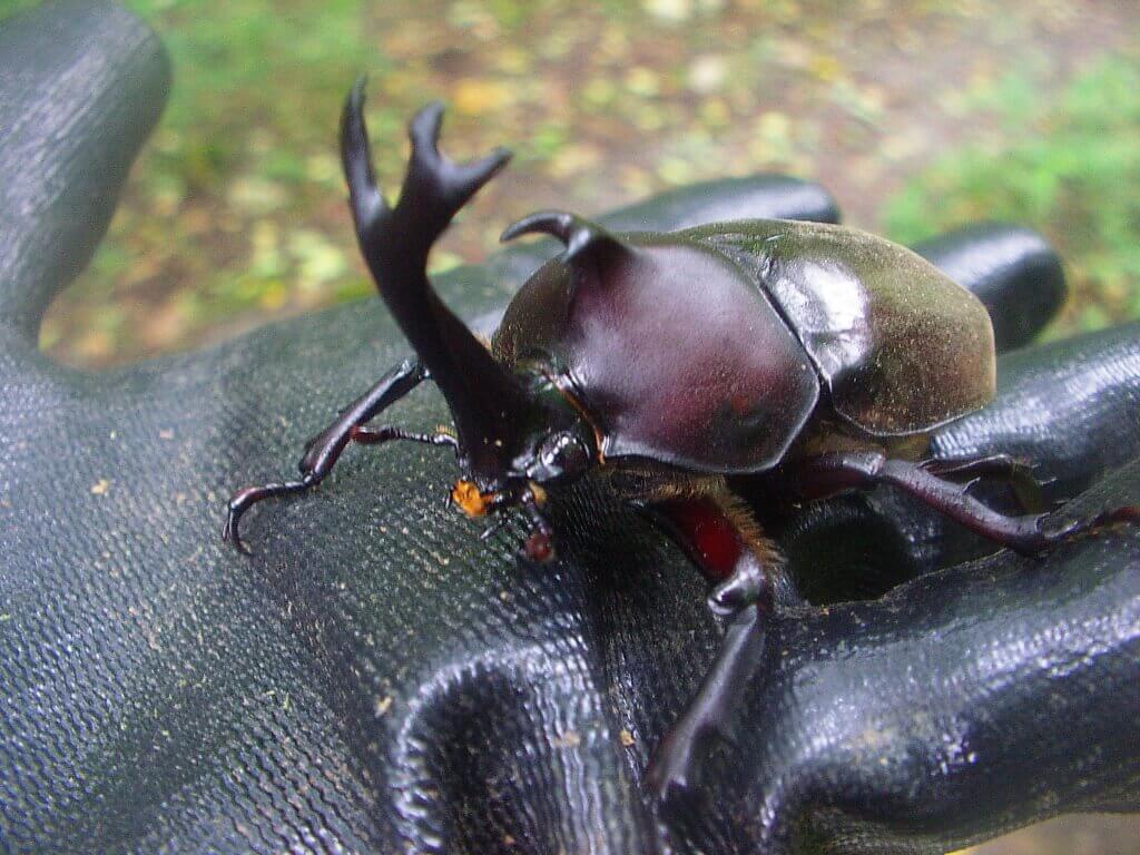 カブトムシの採れる時期について クワガタ カブトムシ飼育情報 月夜野きのこ園