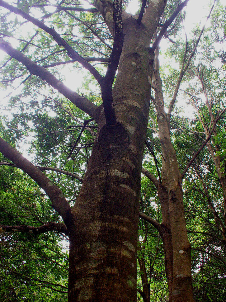 クワガタ カブトムシが採れる 集まる 木とは シラカシ アラカシ 編 クワガタ カブトムシ飼育情報 月夜野きのこ園