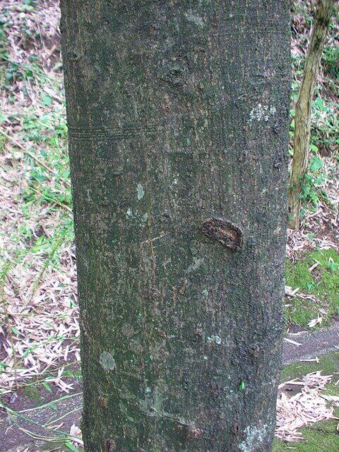 コナラの樹　樹皮