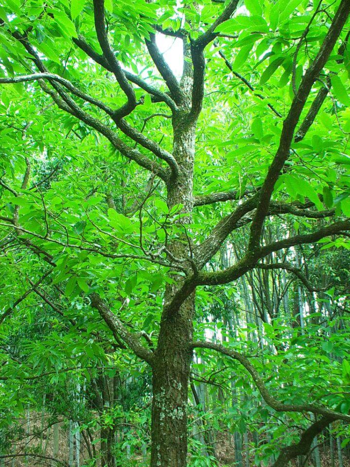 クヌギの木ってどんな木 クワガタ カブトムシ飼育情報 月夜野きのこ園