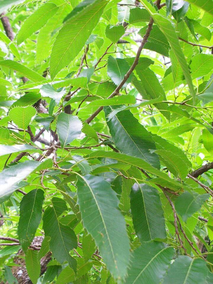 クワガタ カブトムシが採れる 集まる 木とは クヌギ ハルニレ 編 クワガタ カブトムシ飼育情報 月夜野きのこ園