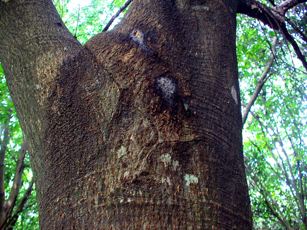 クワガタ カブトムシが採れる 集まる 木とは シラカシ アラカシ 編 クワガタ カブトムシ飼育情報 月夜野きのこ園