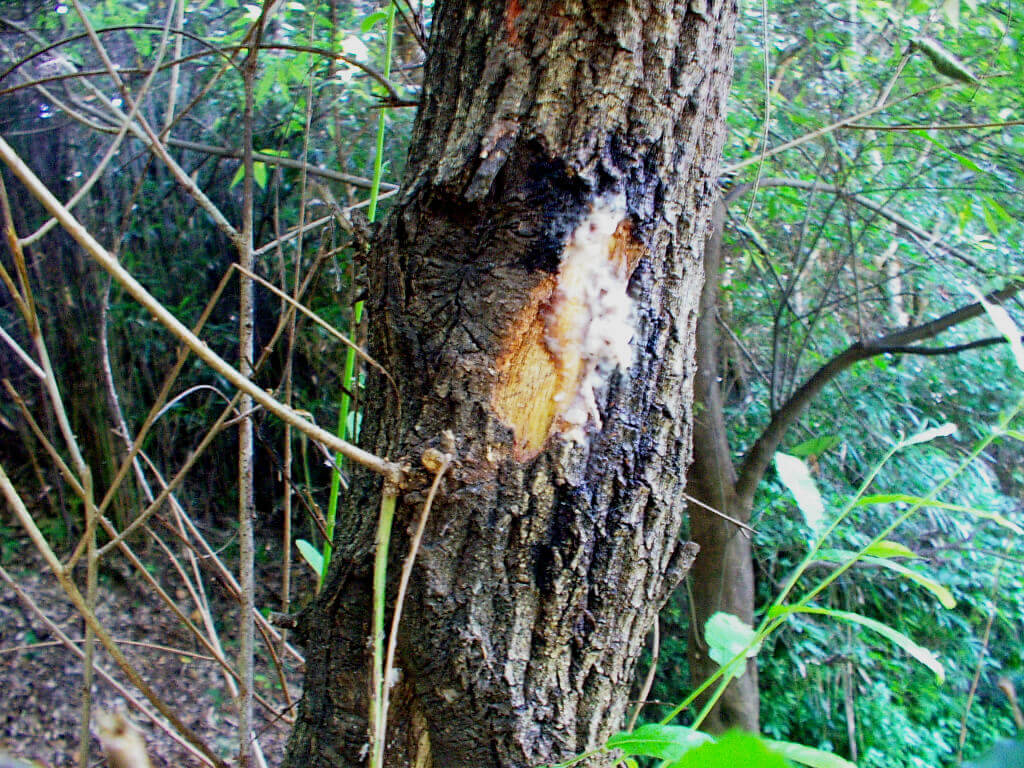 クワガタ カブトムシが採れる 集まる 木とは クヌギ ハルニレ 編 クワガタ カブトムシ飼育情報 月夜野きのこ園